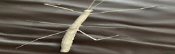 Stick Insects invertebrates for sale: Budwing stick insect eggs - Advert 3
