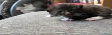 Kitten 3