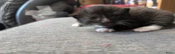 Mixed Breed cats for sale: Black and White Kittens - Advert 9