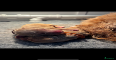 Goldendoodle dogs - Advert 2