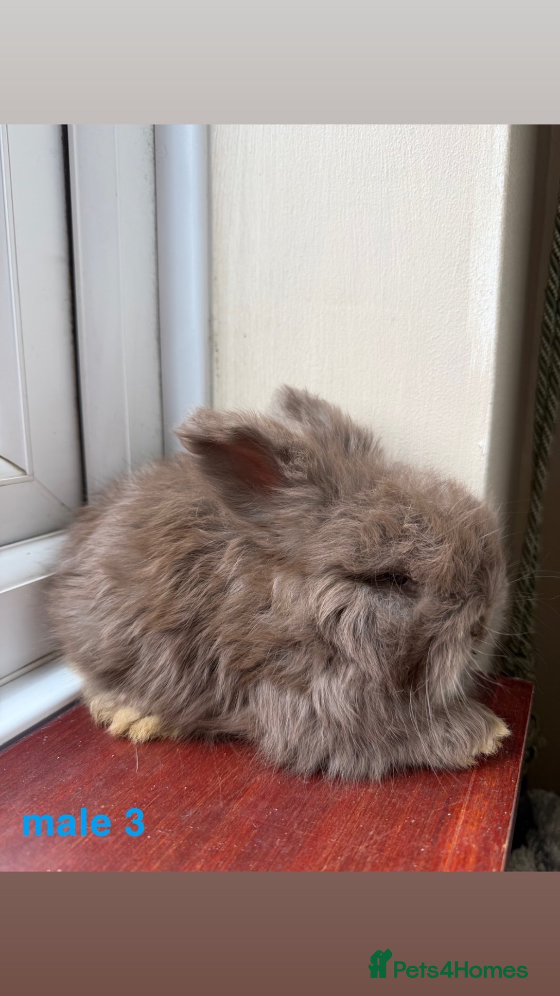 Angora rabbits for sale: pedigree english angora  - Advert 1