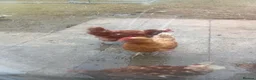 Chickens poultry for sale: Laying hens - Advert 2