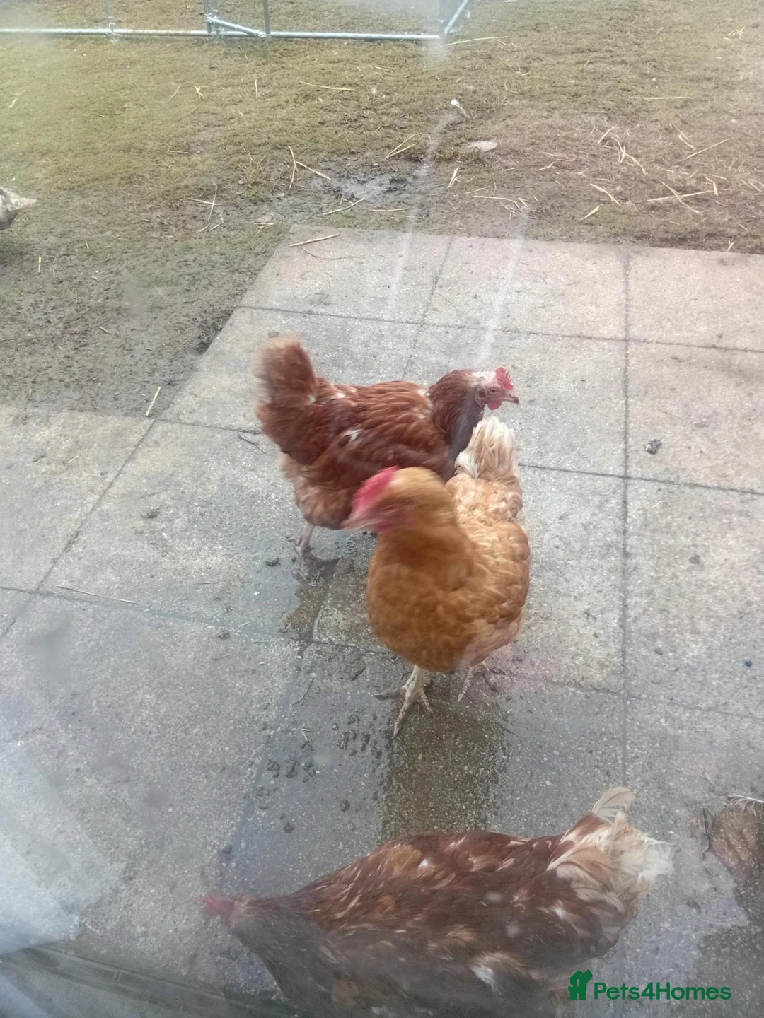 Chickens poultry for sale: Laying hens - Advert 2