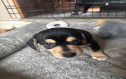Mixed Breed dogs for sale: Miniature dachshund cross Jug - Image 4