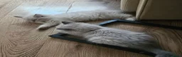 Ragdoll cats for sale: Ragdolls - Advert 24