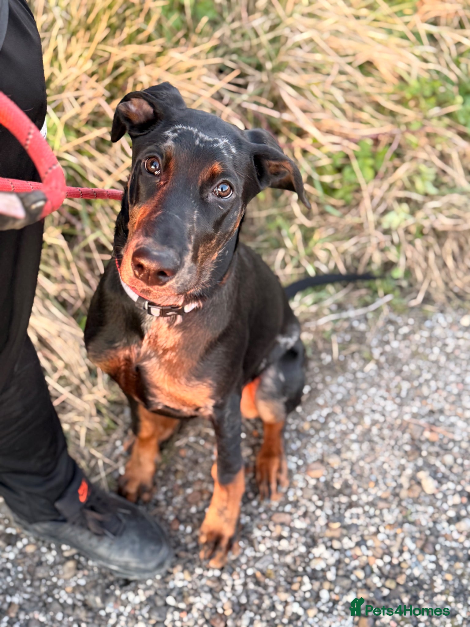 Mixed Breed dogs Rehome our beautiful Beauceron/Doberman - Advert 8