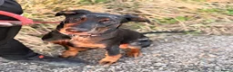 Mixed Breed dogs for sale: Rehome our beautiful Beauceron/Doberman - Advert 1