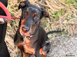 Mixed Breed dogs Rehome our beautiful Beauceron/Doberman - Advert 7