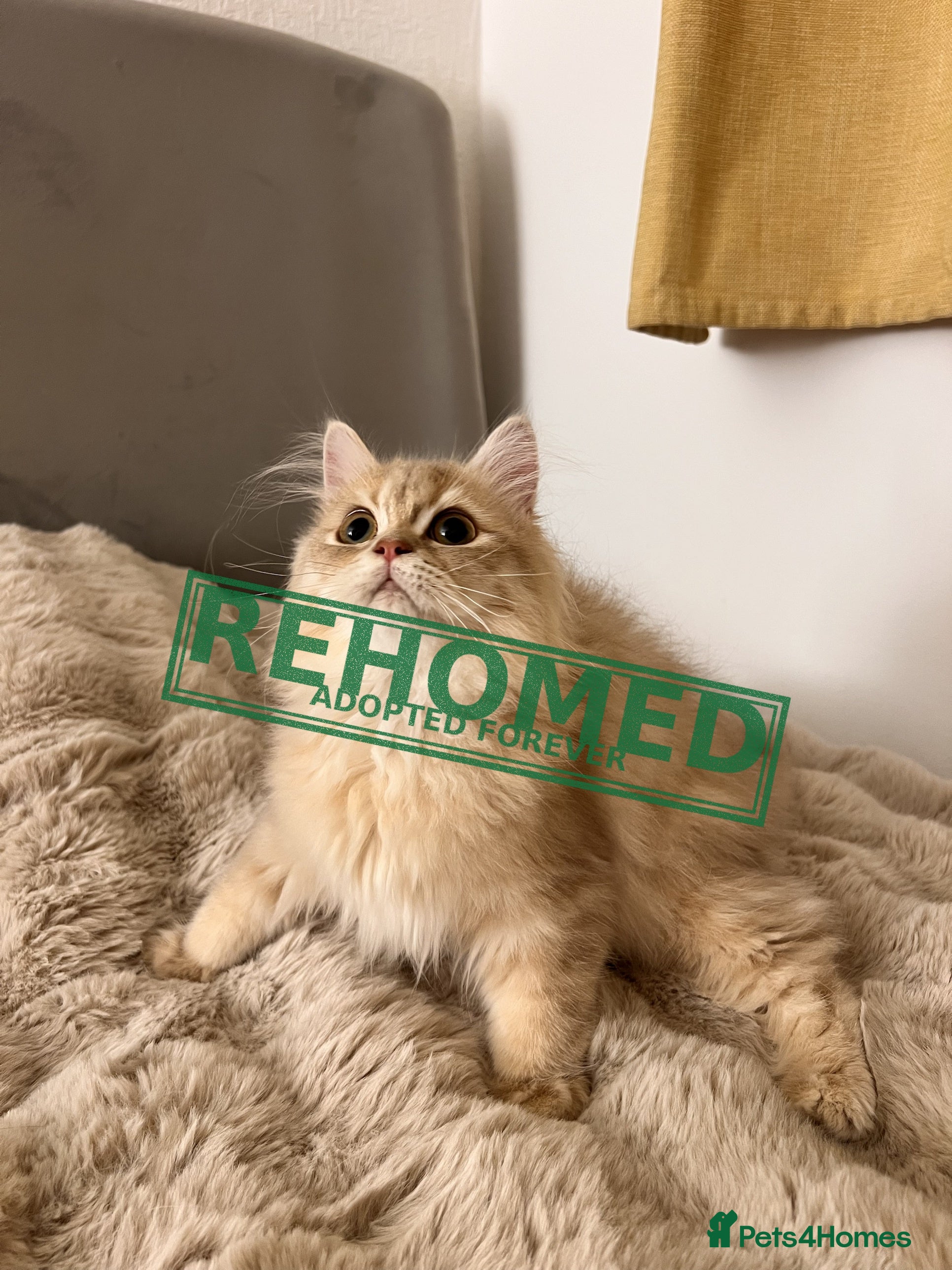British Longhair cats Adorable GCCF British LH & SH Kittens - Advert 2