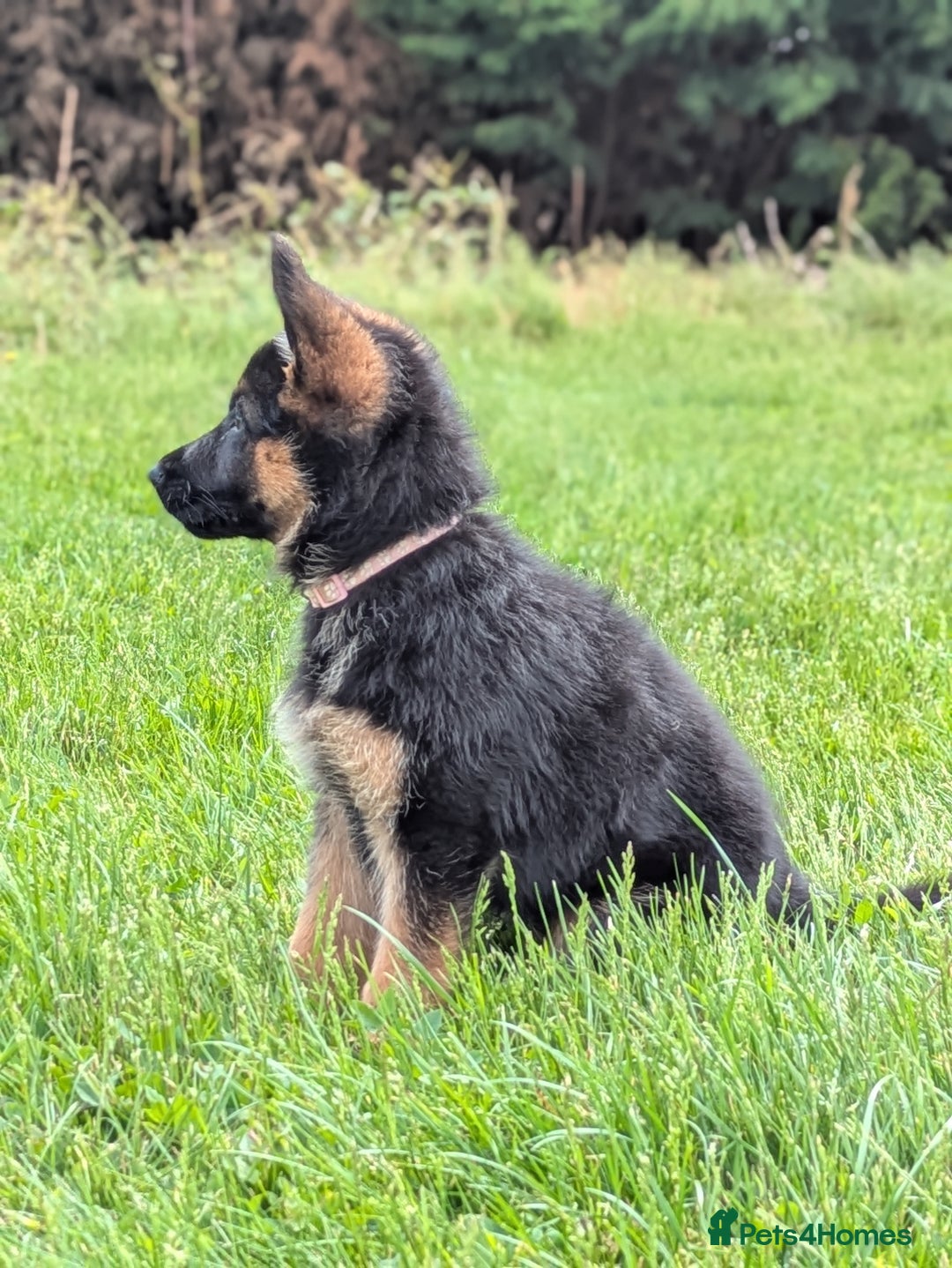 German Shepherd dogs for stud: Top Quality Import Stud 🏆 Health Teased Clear  - Image 6