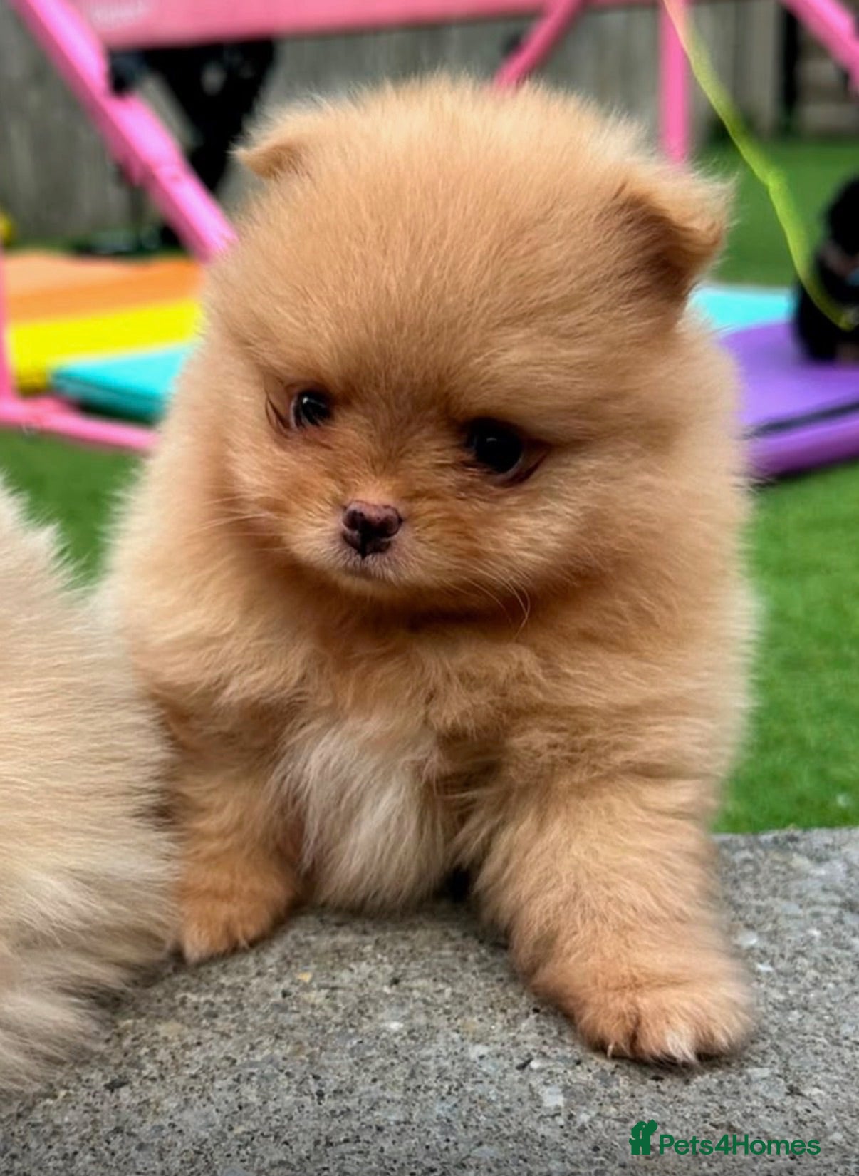 Pomeranian dogs Gorgeous Pomeranians READY THIS WEEK!  - Advert 4