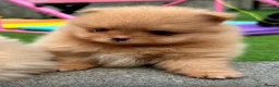 Pomeranian dogs for sale: Gorgeous Pomeranian's available   - Advert 2