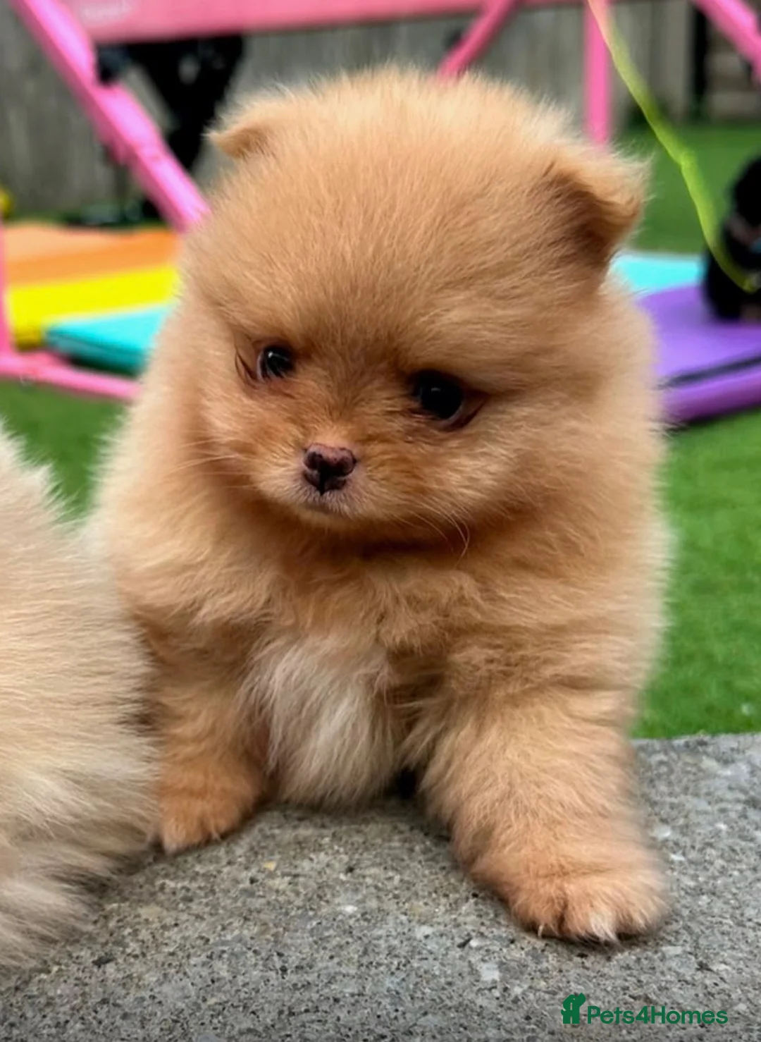 Pomeranian dogs for sale: Gorgeous Pomeranian's available   - Advert 2