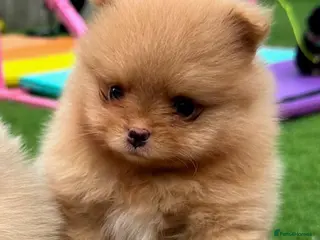 Pomeranian dogs Gorgeous Pomeranians READY THIS WEEK! - Advert 3
