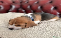 Beagle dogs for sale: Beagle Puppies - Image 17