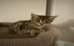 Bengal cats for sale: Four Adorable Half-Bengal Kittens for Sale 🐾 - Image 3