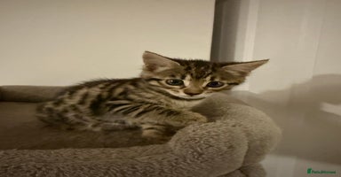 Bengal cats - Advert 16