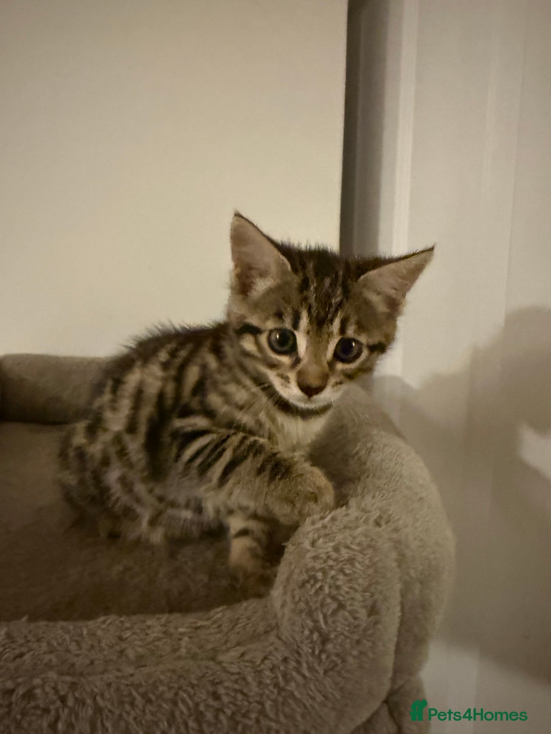 Bengal cats for sale: Four Adorable Half-Bengal Kittens for Sale 🐾 - Image 3