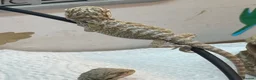 Bearded Dragon reptiles for sale: Baby Bearded Dragons. Visual Dunners & Hypos - Advert 36
