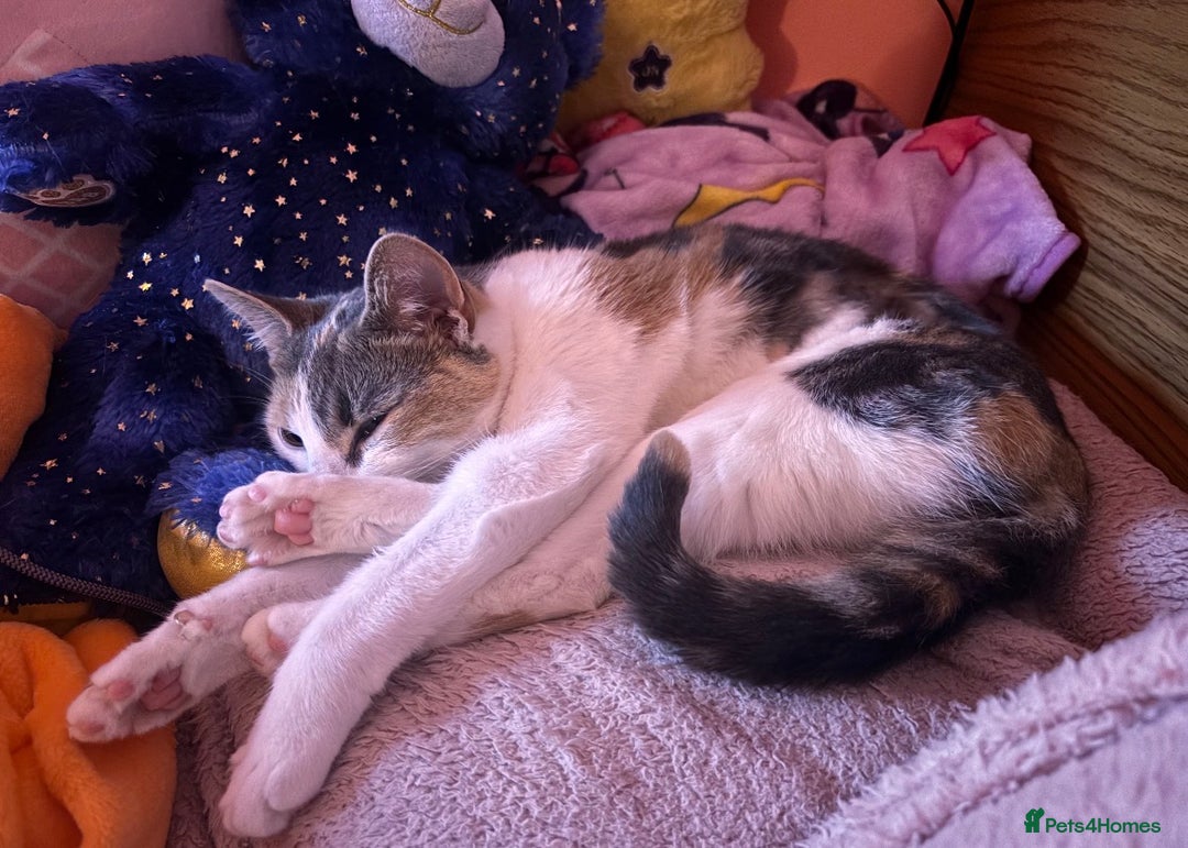 Domestic Shorthair cats for sale: 21 month old female cat  - Advert 7