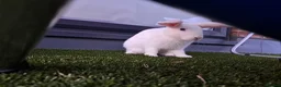 English Lop rabbits for sale: £35 Female Baby rabbit for sale in Hayes - Advert 2