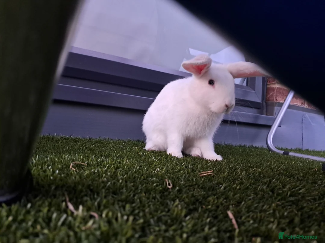 English Lop rabbits for sale: £35 Female Baby rabbit for sale in Hayes - Advert 2
