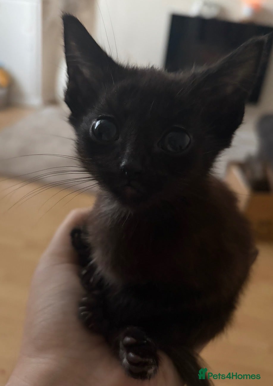 Domestic Shorthair cats Female kittens ready to go TODAY - Advert 15