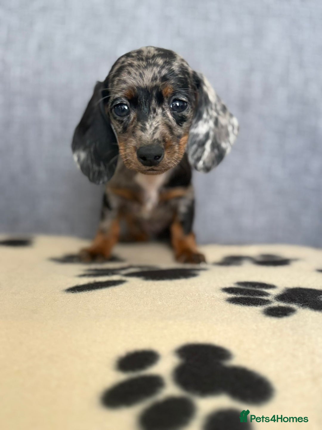 Dachshund dogs for sale: Miniature Dachshund puppies  - Image 12