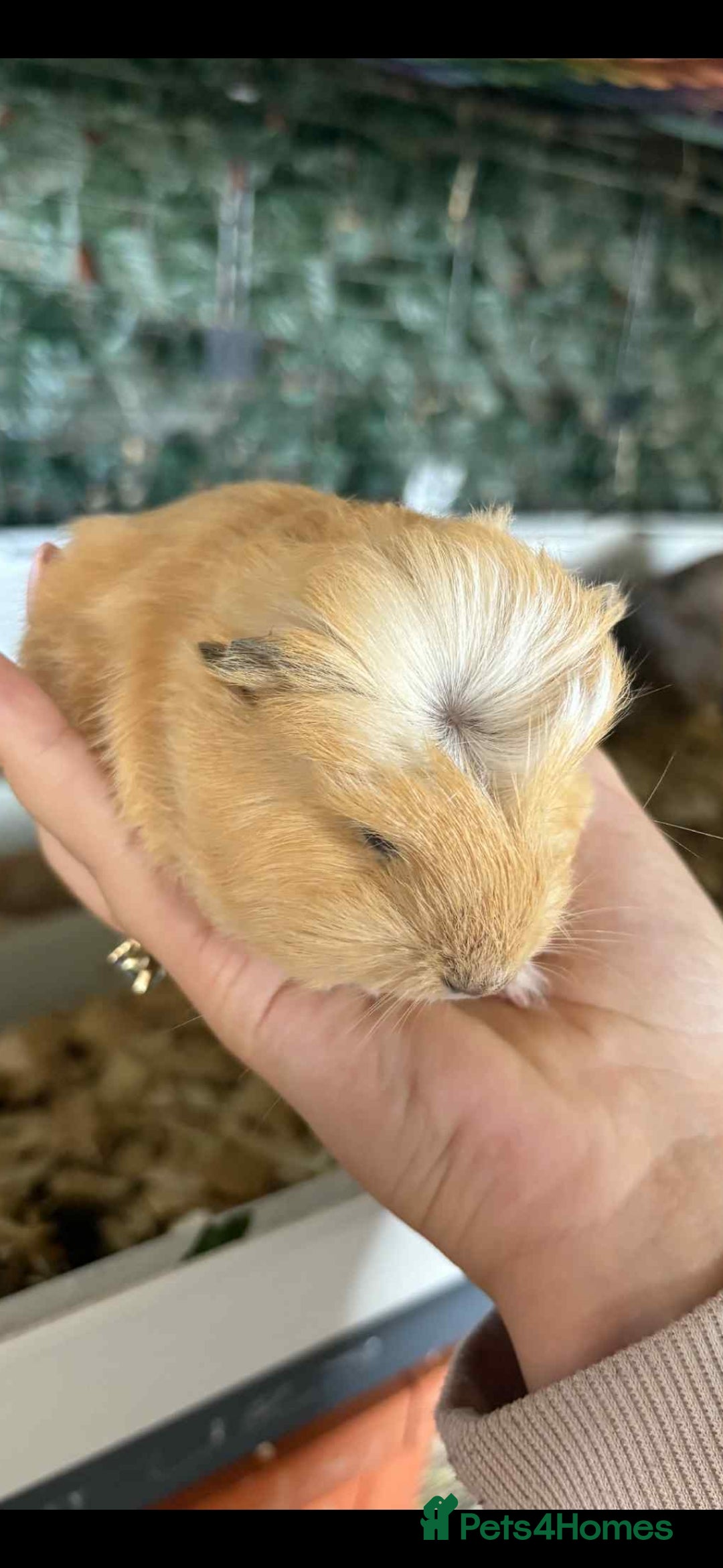 Guinea Pig rodents for sale: Mix of guinea pigs for sale  in Blackpool - Image 6