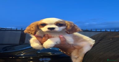Cavalier King Charles Spaniel dogs - Advert 1