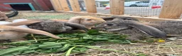 Continental Giant rabbits for sale: Giant conti with giant french lop - Advert 35