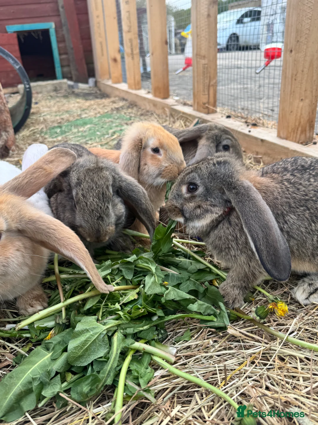 Continental Giant rabbits for sale: Giant conti with giant french lop - Advert 35