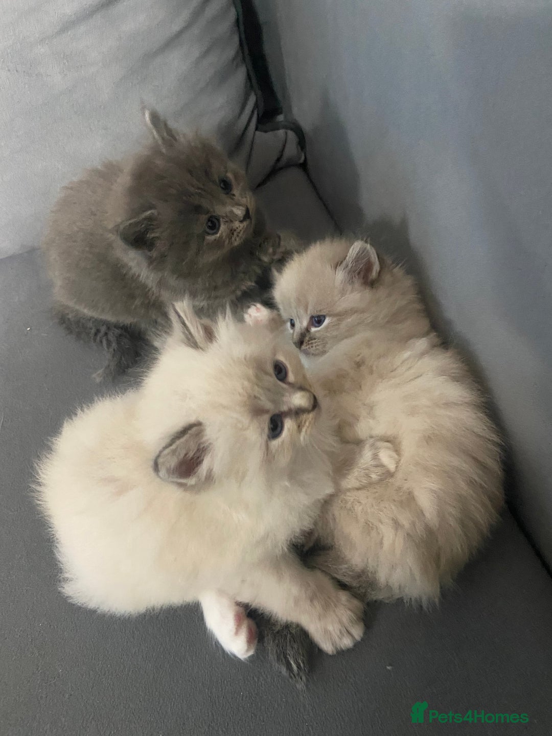 Siberian cats for sale: Siberian Kittens Neva Masquerade White - Image 19