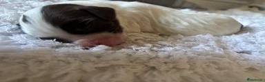 English Springer Spaniel 5