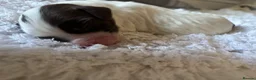 English Springer Spaniel dogs for sale: Miggers  - Advert 2