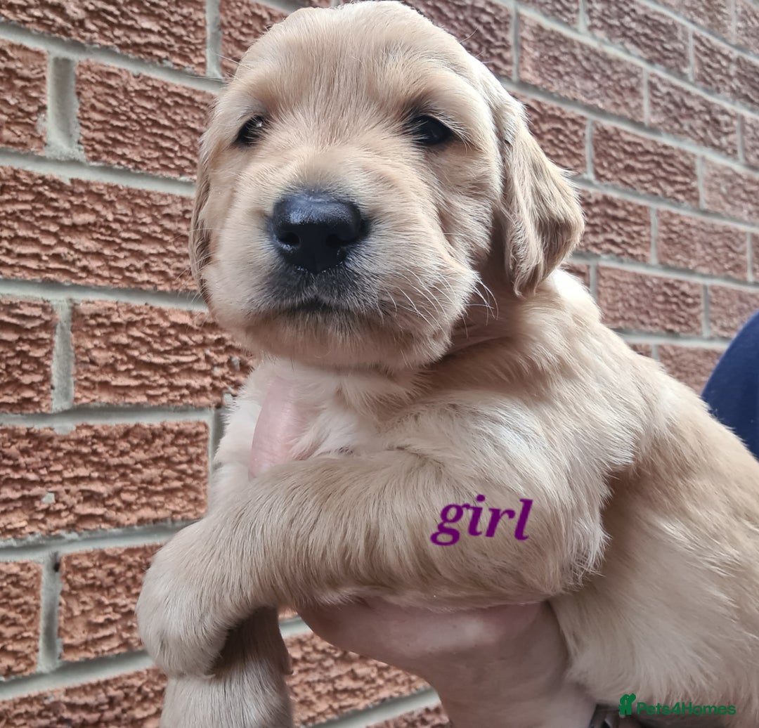 Golden Retriever dogs for sale: Golden Retriever puppies - Image 5