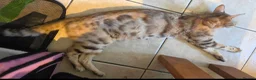 Bengal cats for sale: Beautiful Bengal cross kittens  - Advert 38