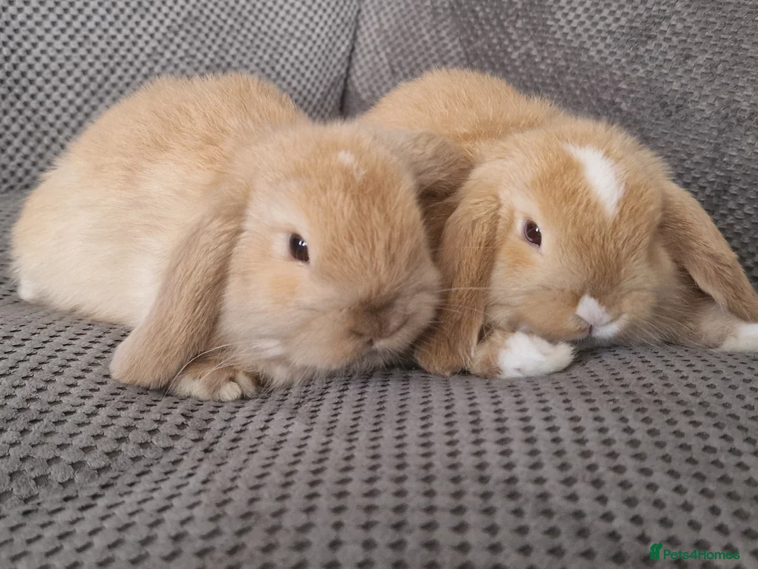 Mini Lop rabbits for sale: Baby mini lop bunnies 🐰  - Advert 2