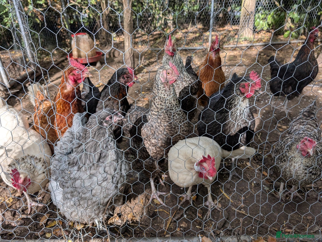 Chickens poultry for sale: 11 beautiful thoroughbred laying hens for sale  - Image 1
