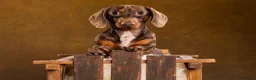 Dachshund dogs for sale: Loving Dachshund - Male  in Brough - Advert 1