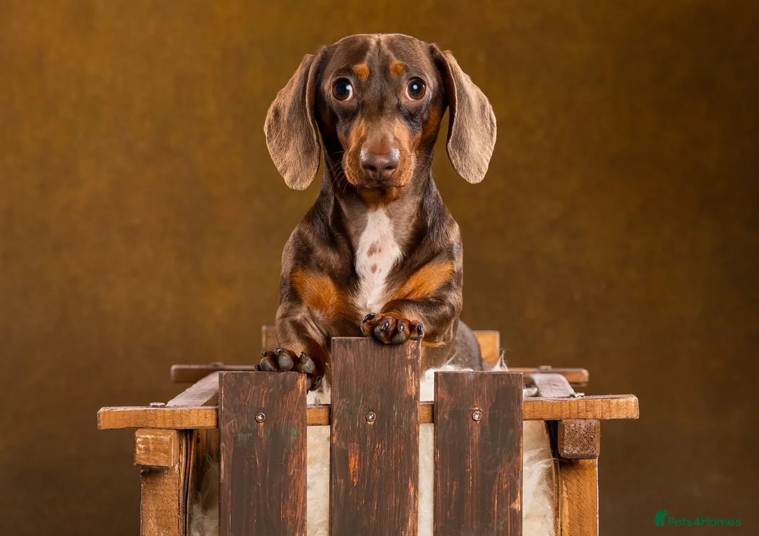 Dachshund dogs for sale: Loving Dachshund - Male  in Brough - Advert 1