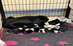 Mixed Breed dogs for sale: Border collie cross/bearded collie puppies  - Image 13
