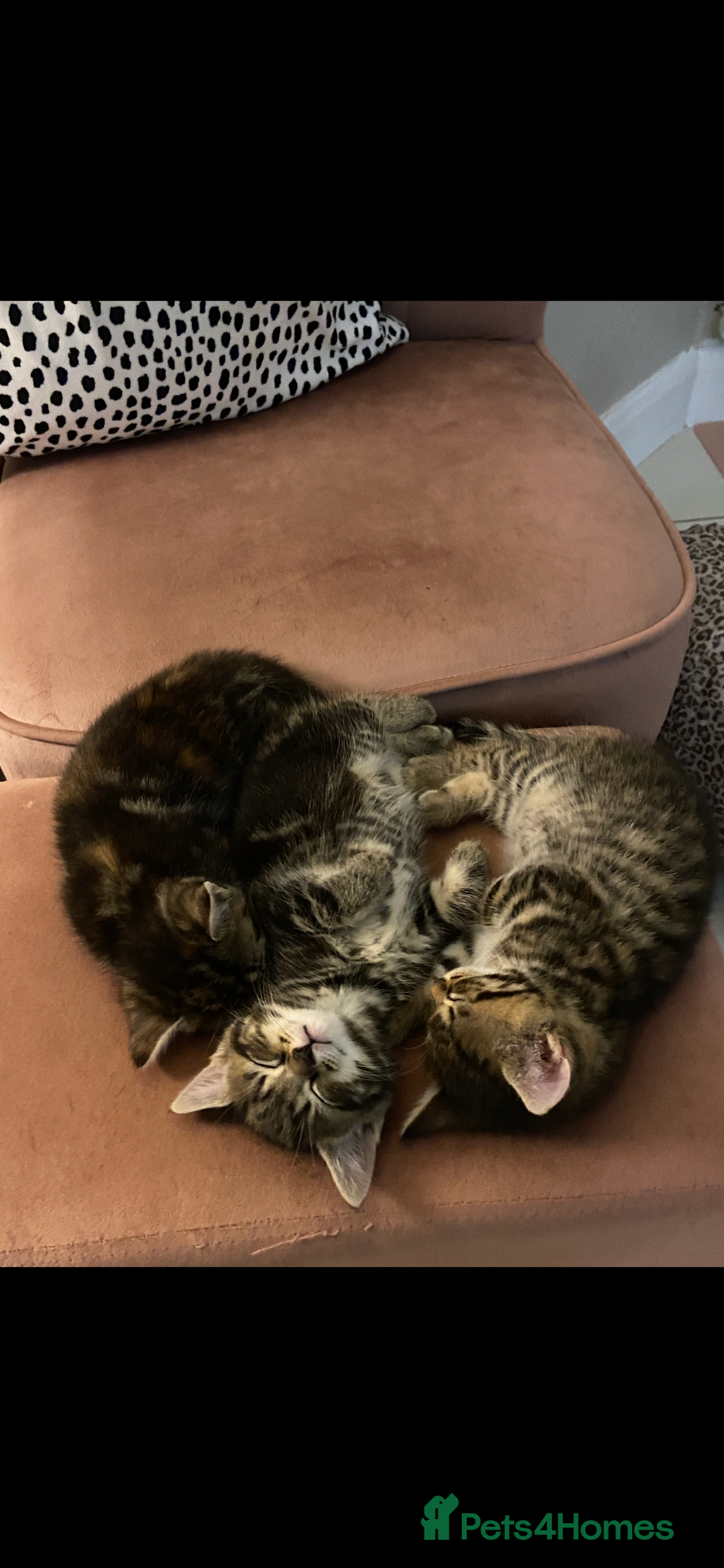 Mixed Breed cats for sale: 5 Adorable Mixed Breed Kittens - Image 15