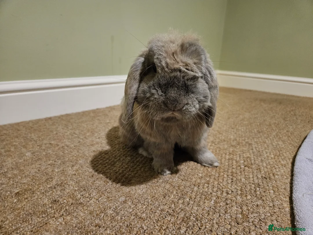 Mini Lop rabbits for sale: Bear, 3.5 year old male rabbit - rehoming  - Advert 7