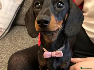 Miniature Dachshund dogs True Miniature Dachshund - Advert 7