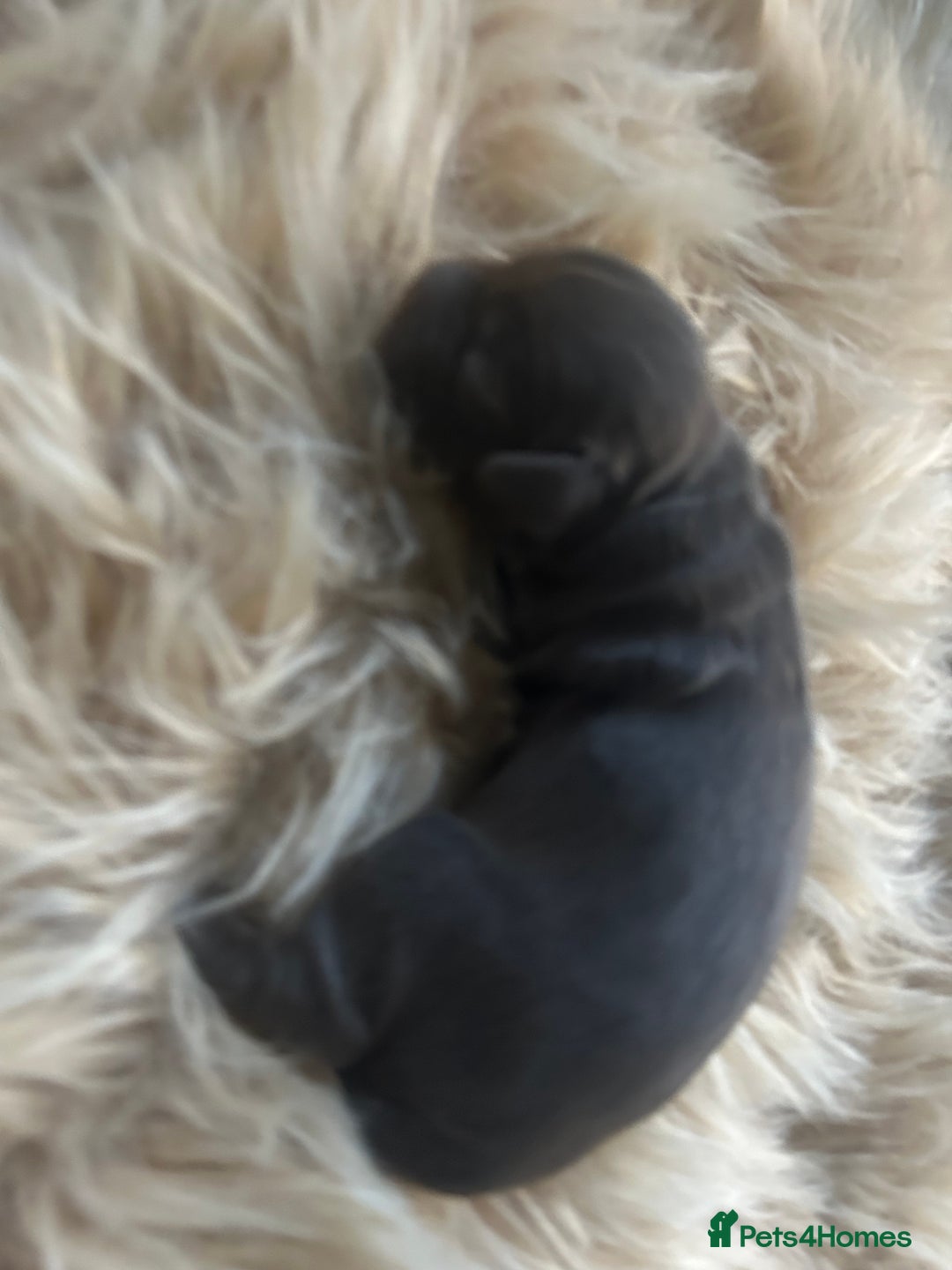 Sprocker dogs for sale: Puppies for Sale  - Advert 4