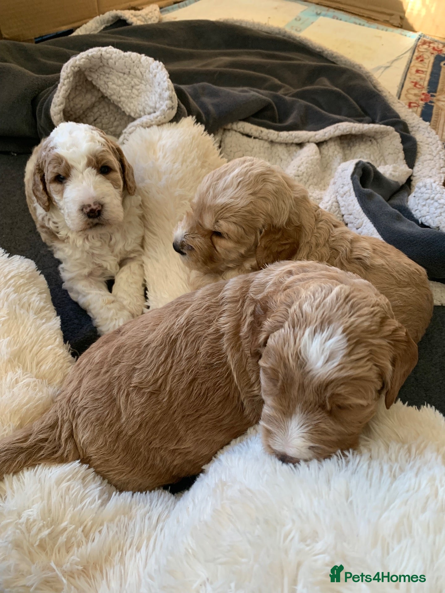 Goldendoodle dogs 🌟Premium Multi-Gen Doodle Puppies – Rare Colours  - Advert 13
