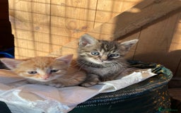 Domestic Shorthair cats for sale: Gorgeous 1/2 Bengals kittens - Image 14