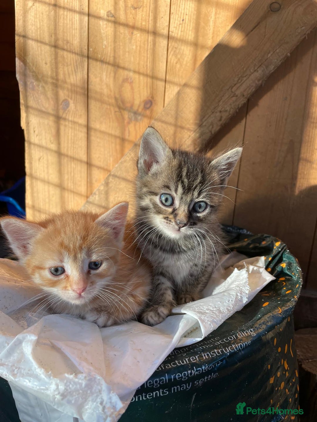 Domestic Shorthair cats for sale: Gorgeous 1/2 Bengals kittens - Image 14