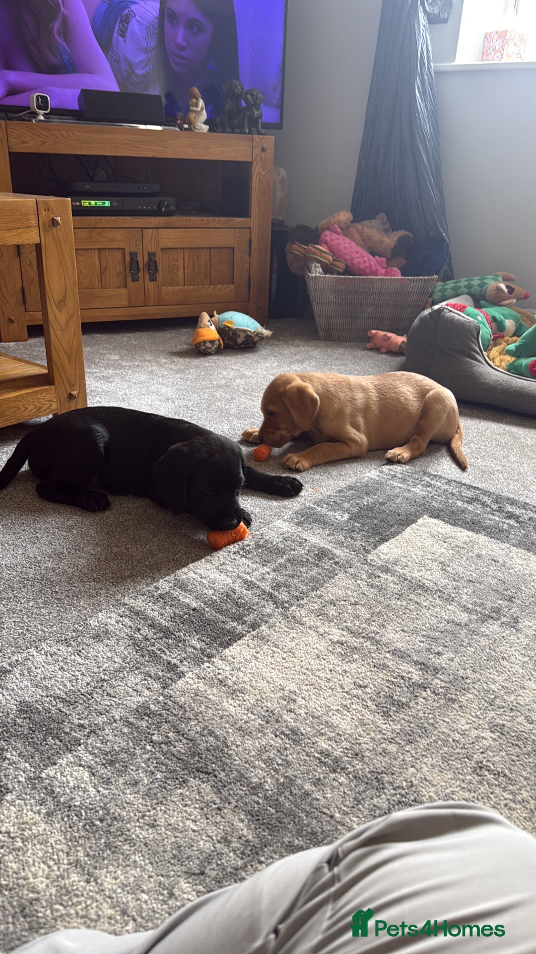 Labrador Retriever dogs for sale: Kc Registered Lab puppies (health tested parents) in Malton - Image 4